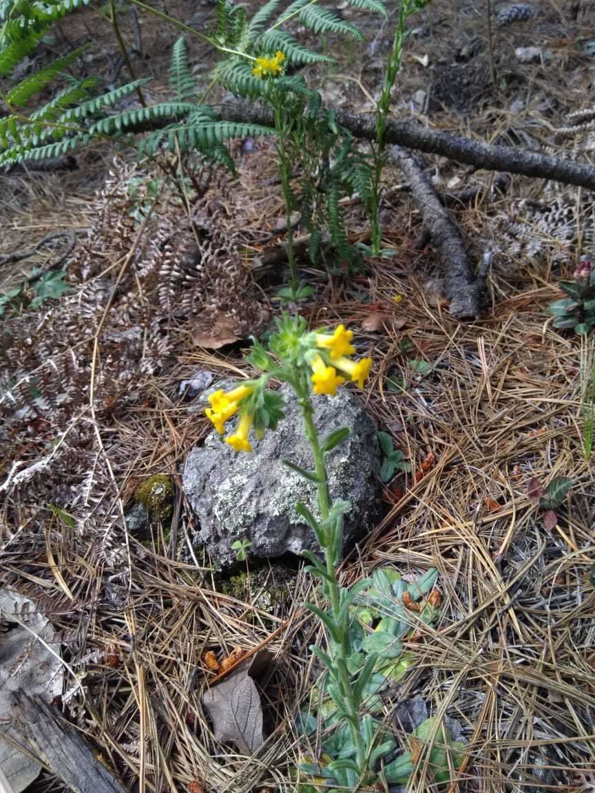 Image of Lithospermum obovatum Macbr.