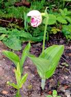 Image of Spotted lady's slipper