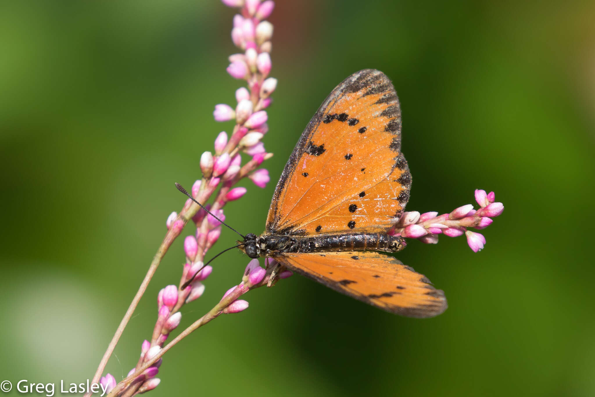 Image of Acraea zitja Boisduval 1833