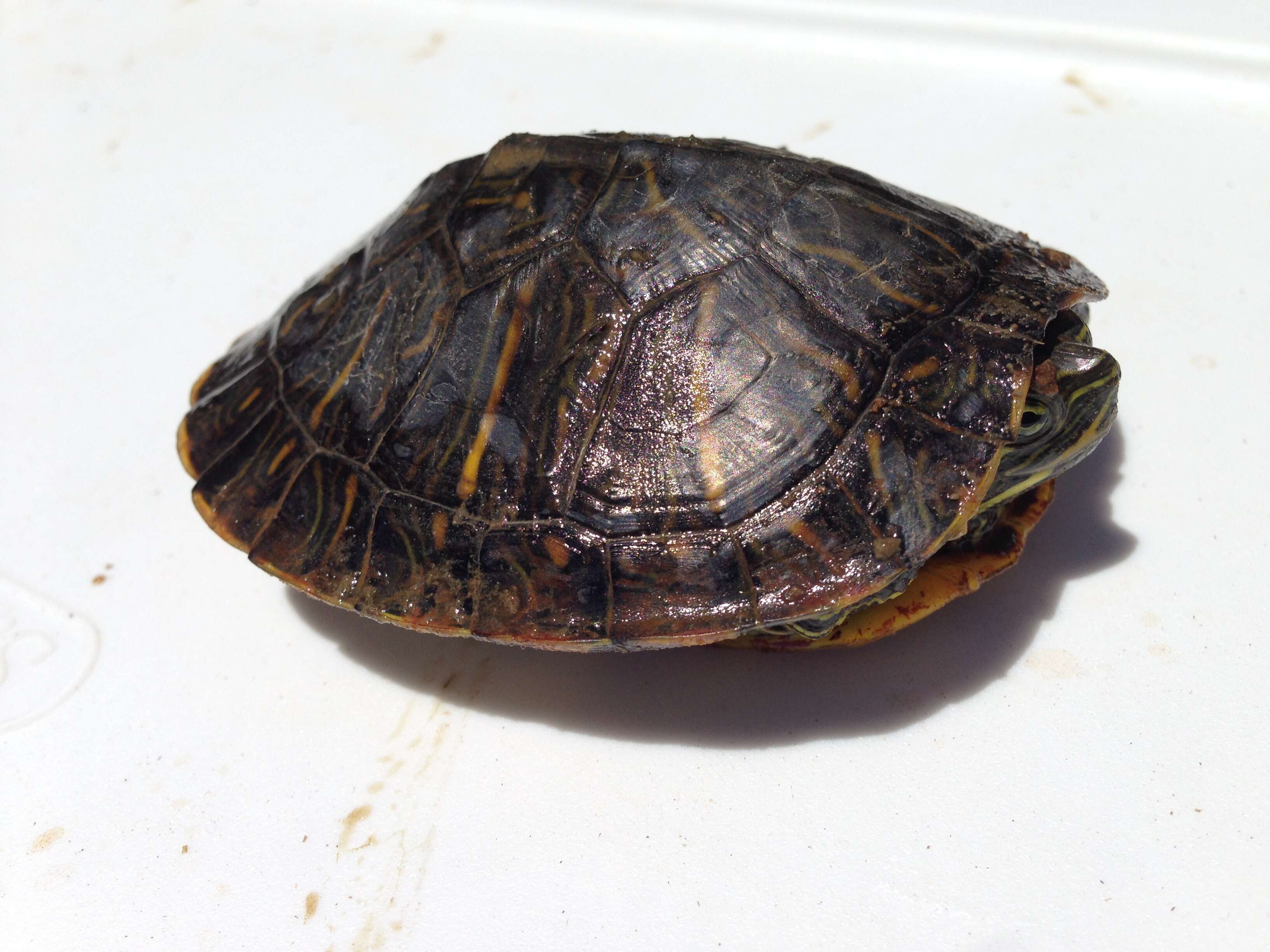 Image of slider turtle, red-eared terrapin, red-eared slider