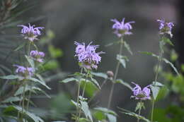 Image of Monarda fistulosa var. menthifolia (Graham) Fernald