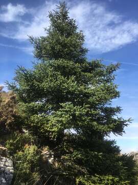 Image of Spanish Fir