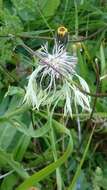 Слика од Centaurea cheiranthifolia Willd.