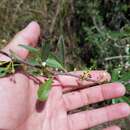 Image of Everglades bully