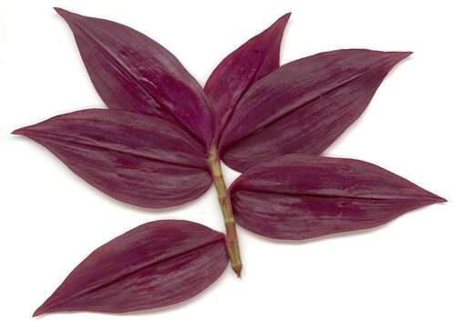 Imagem de Tradescantia zebrina Bosse