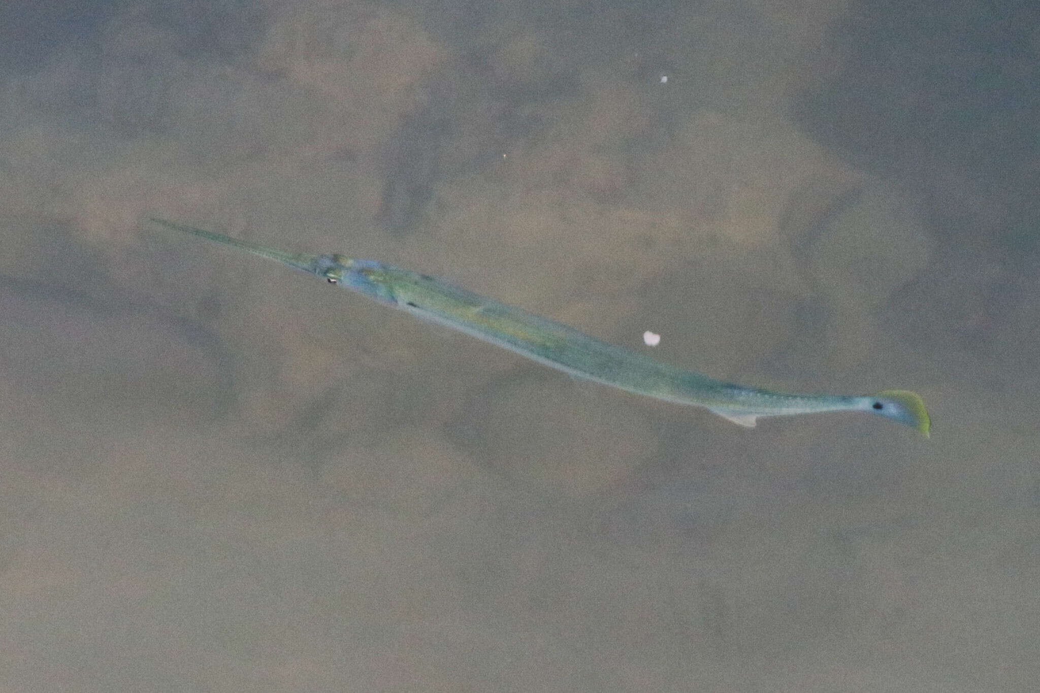 Image of Banded needlefish