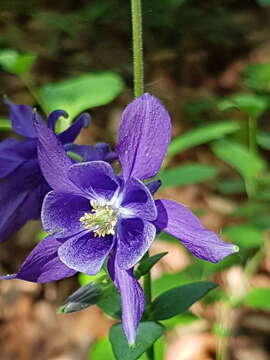 Слика од Aquilegia nigricans Baumg.