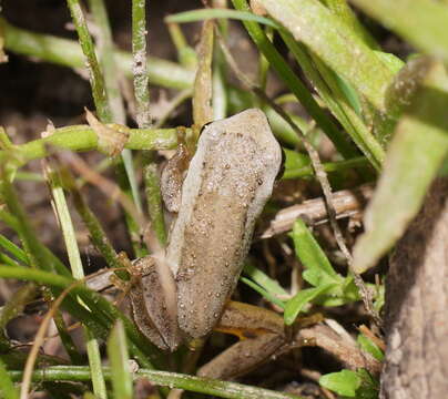 Image of Brown Tree Frog