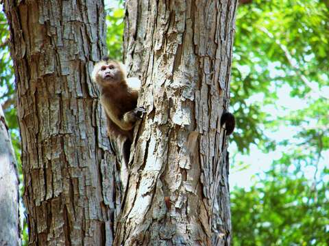 Image of Brown weeper capuchin