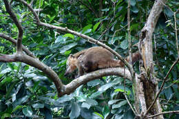 Image of South American Coati