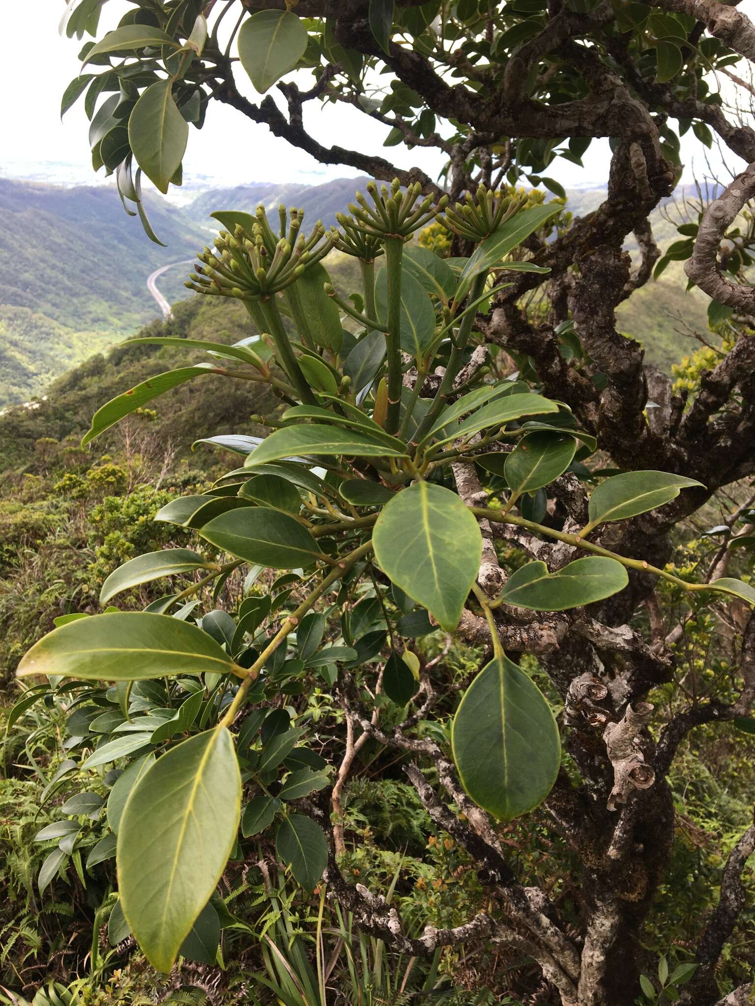 Polyscias oahuensis (A. Gray) Lowry & G. M. Plunkett的圖片