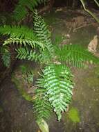 Image of Limestone Fern