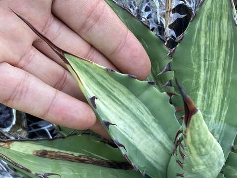 Image of Agave margaritae Brandegee