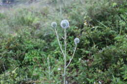 Image of Echinops grijsii Hance