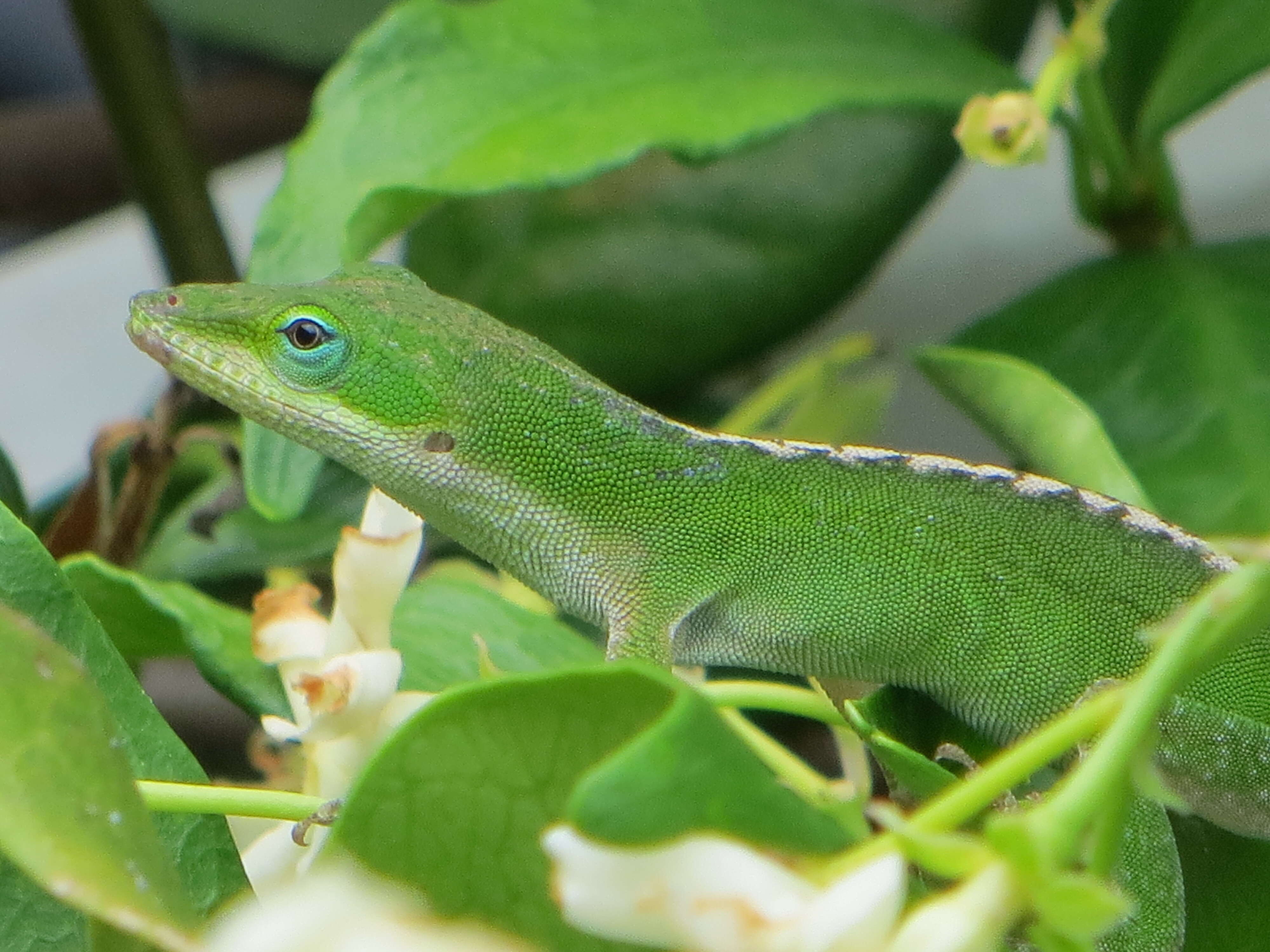 Sivun Anolis carolinensis Voigt 1832 kuva