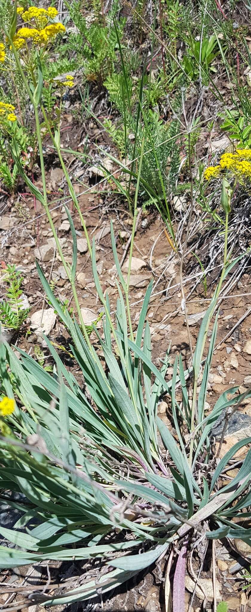 Image of Bupleurum sibiricum Vest ex Roem. & Schult.