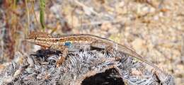 Image of common side-blotched lizard