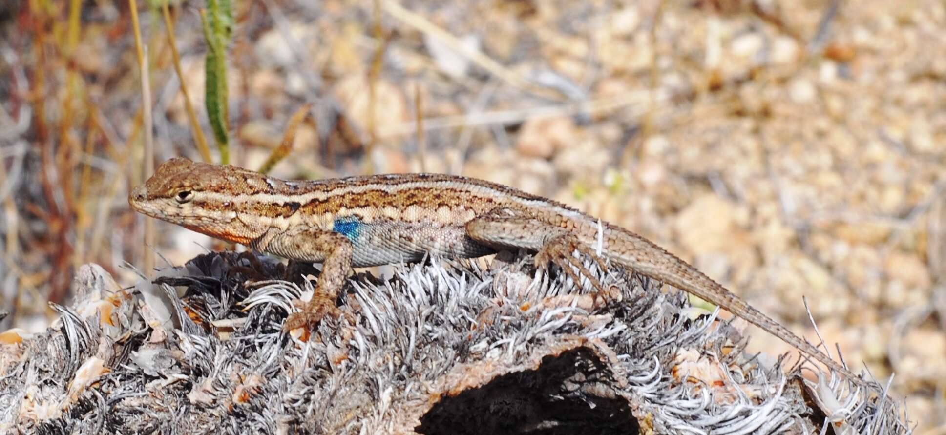 Image of common side-blotched lizard