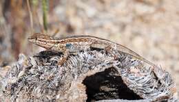 Image of common side-blotched lizard