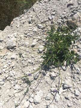 Image of light-blue snakeweed