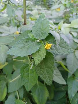 Corchoropsis tomentosa (Thunb.) Makino resmi