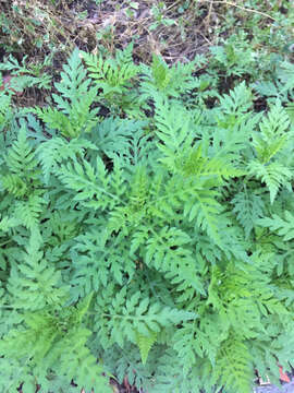 Image of annual ragweed