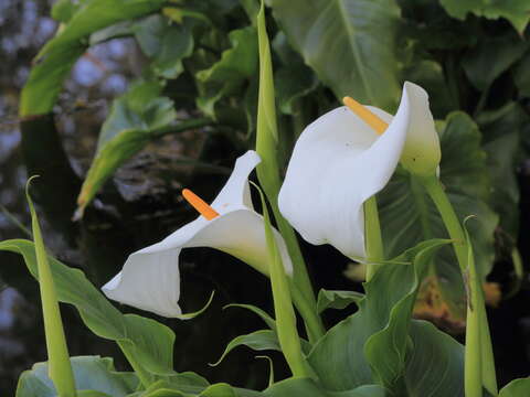 Image of Arum lily