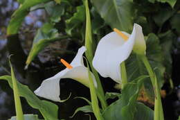 Image of Arum lily