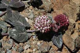 Image of serpentine milkweed