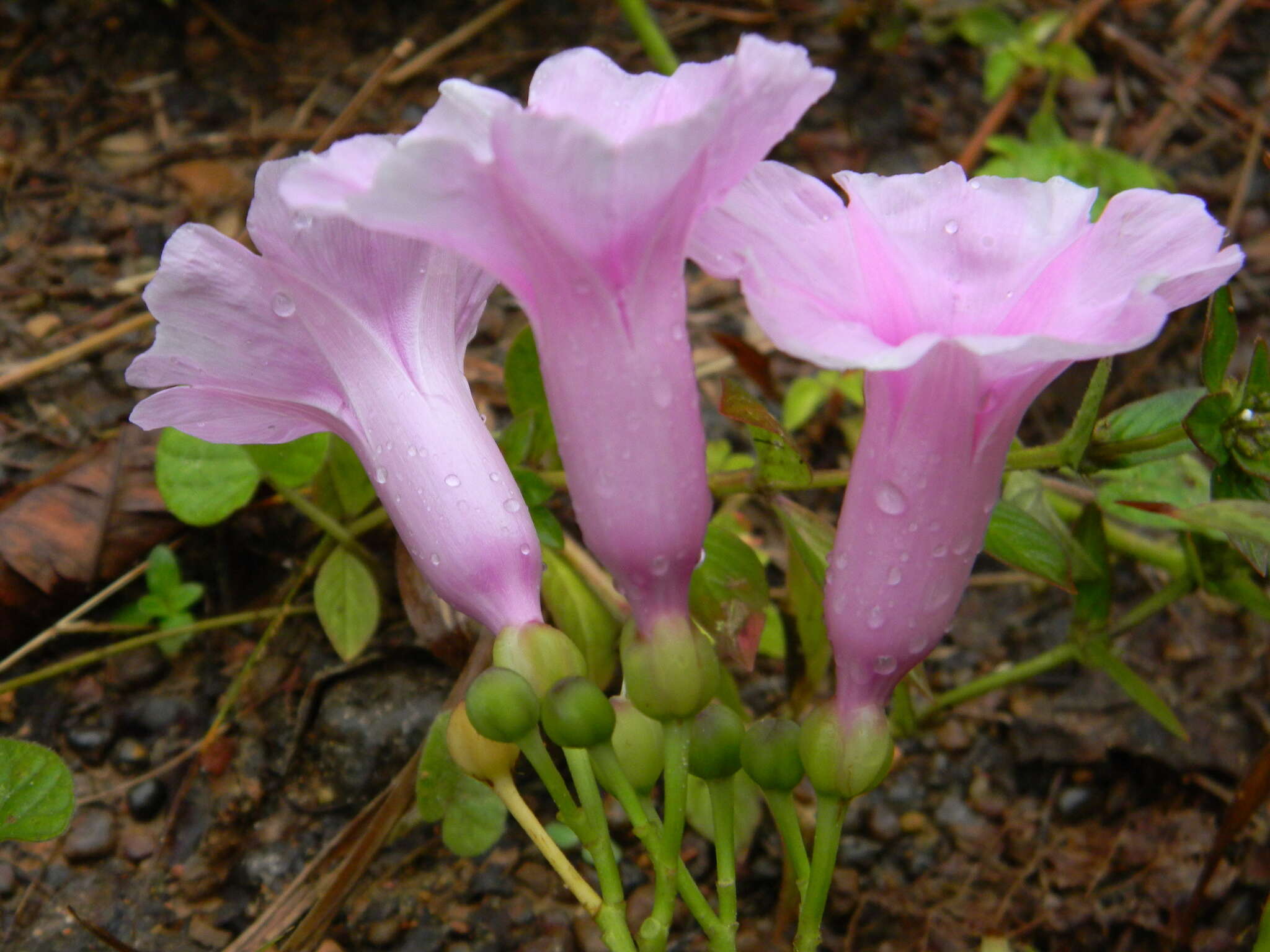 Sivun Ipomoea mauritiana Jacquin kuva