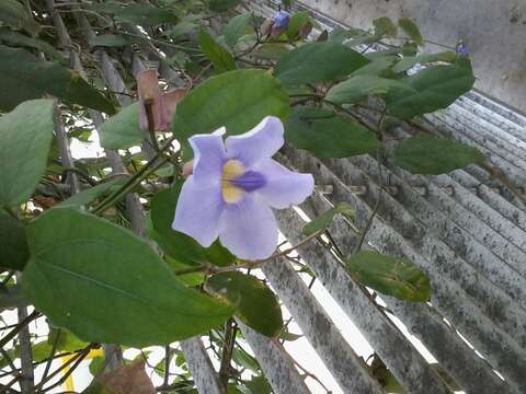 Image of Bengal clock vine