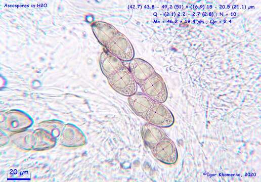 Image of Caryospora minima Jeffers 1940