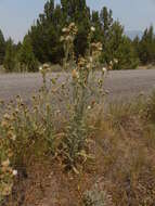 Cirsium cymosum var. canovirens (Rydb.) D. J. Keil的圖片