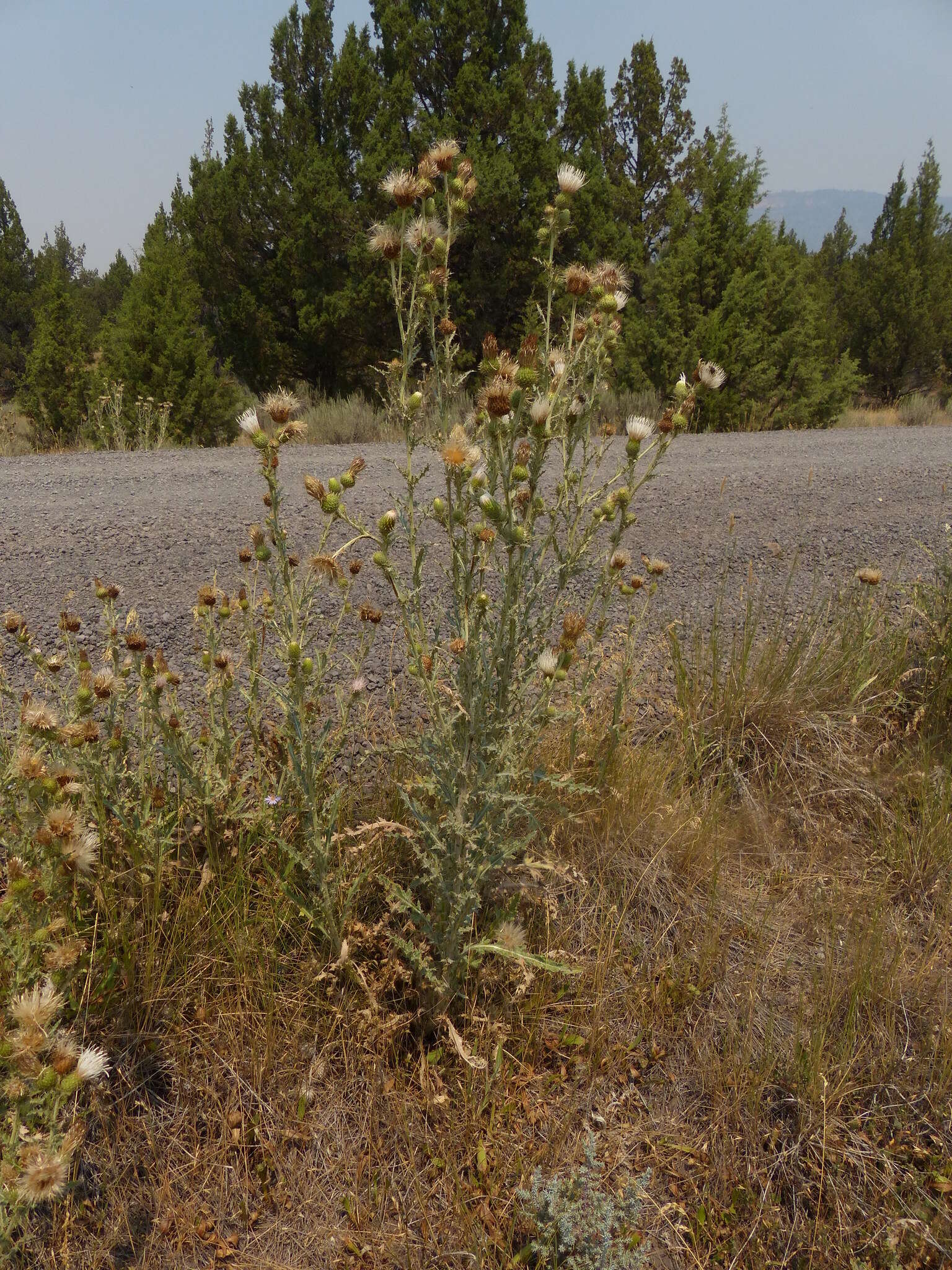 Image of graygreen thistle