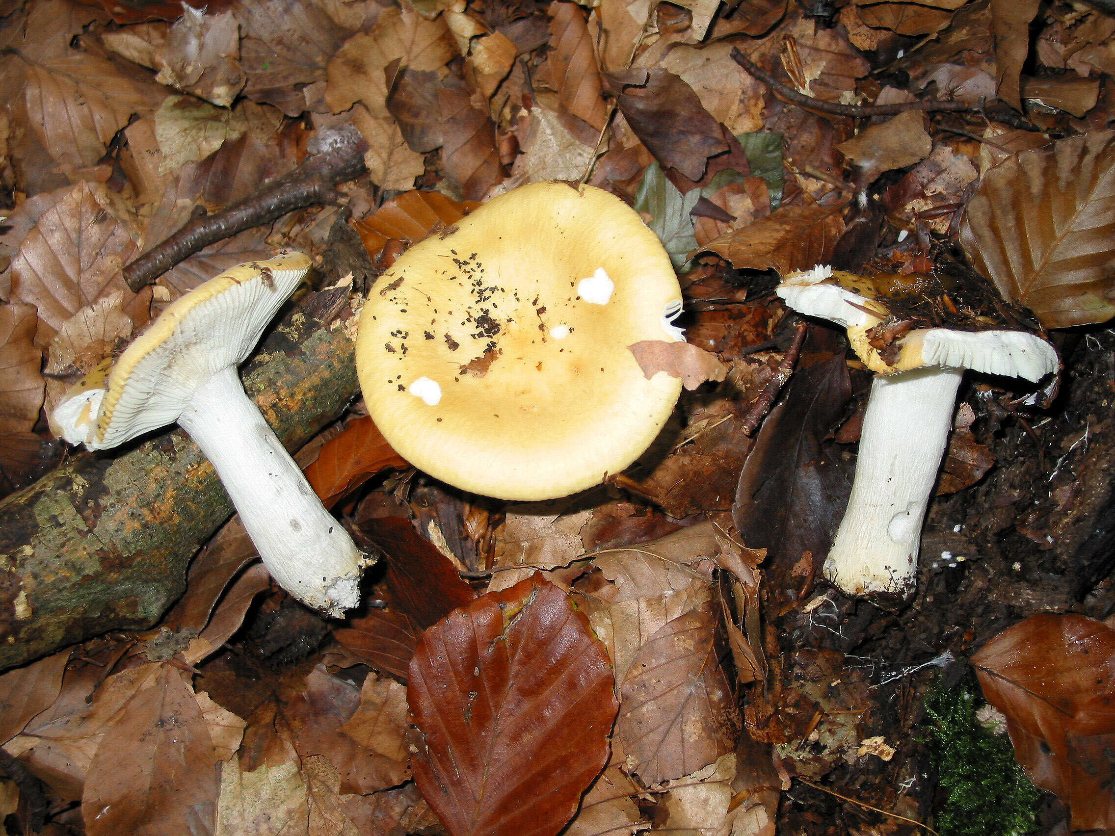 Image of common yellow russula