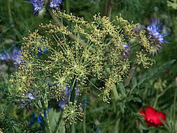 Image of anise burnet saxifrage