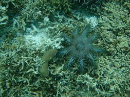 Image of Feather Coral