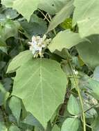 Image of Solanum diversifolium Schltdl.