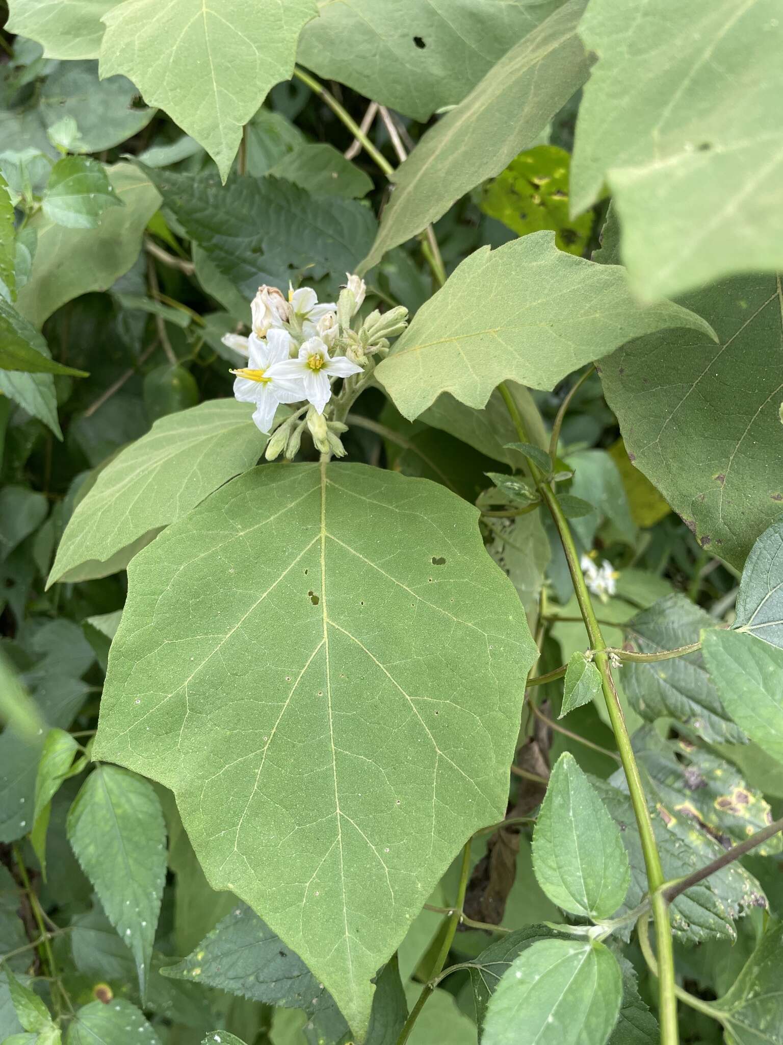 Solanum diversifolium Schltdl.的圖片