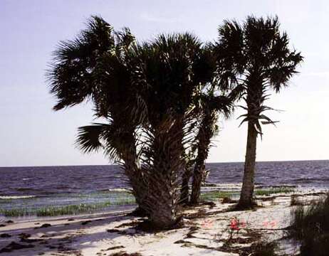 Image of Cabbage Palm