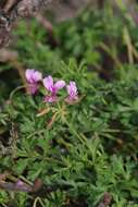 Image of Pelargonium multicaule Jacq.