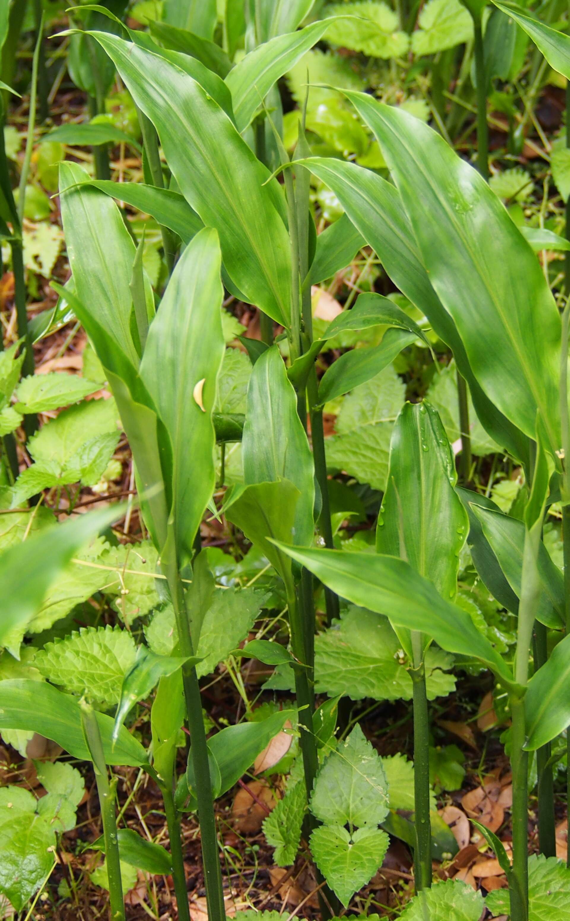 Image of Japanese ginger