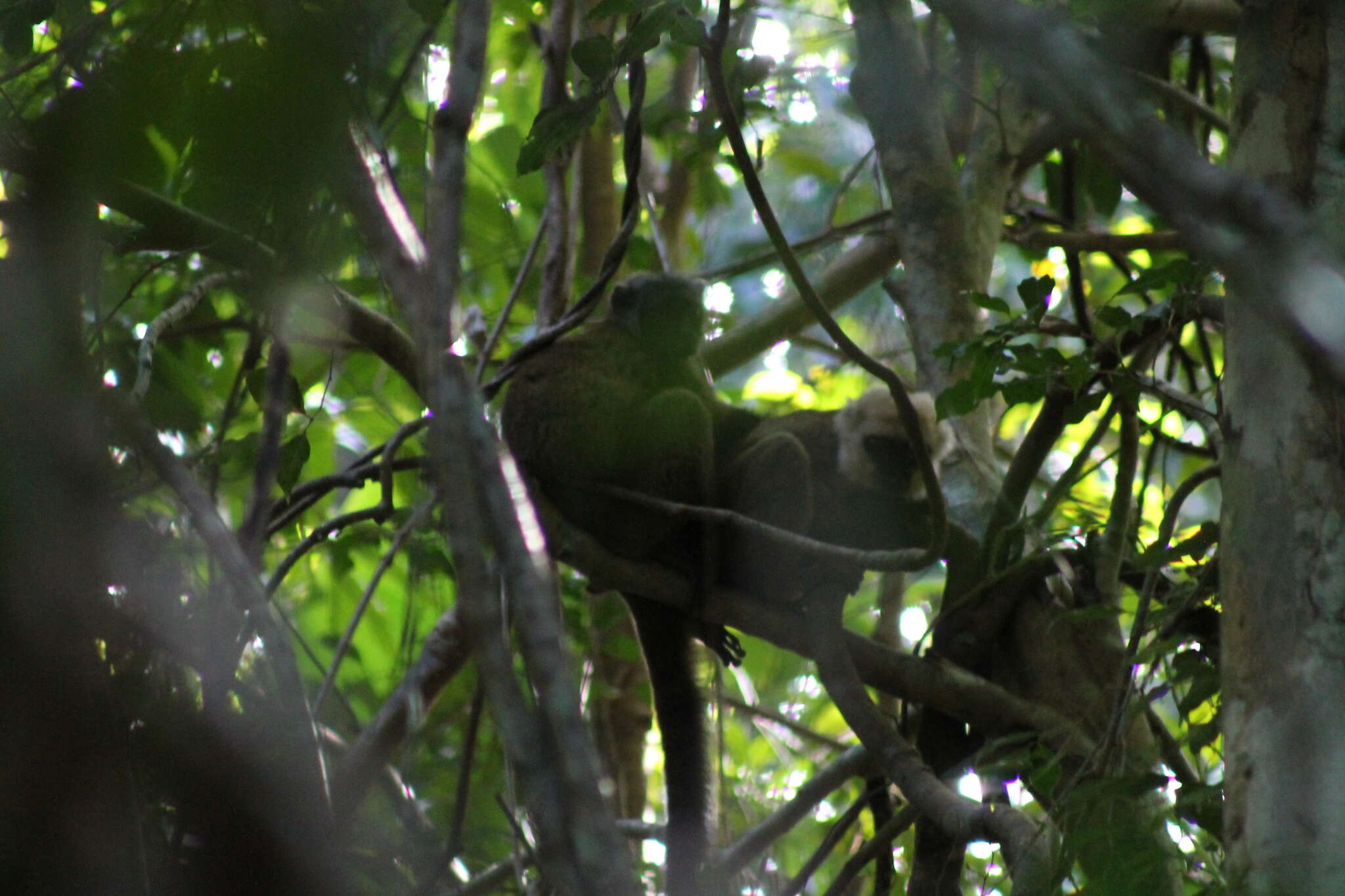 Image of White-fronted Brown Lemur