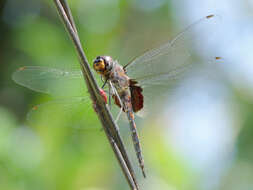 Tramea limbata (Desjardins 1835) resmi