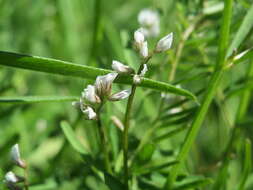 Image of Hairy Tare