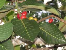 Image of Ficus trichopoda Bak.