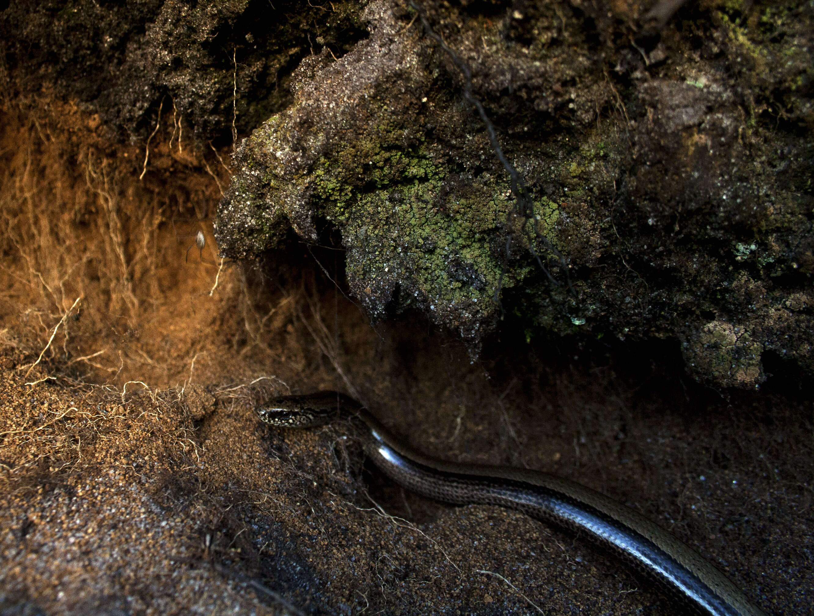 Image of Slow worm