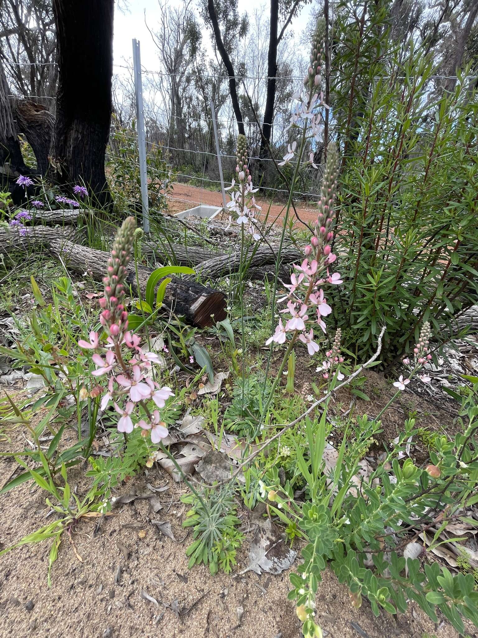 Image de Stylidium lowrieanum S. Carlquist