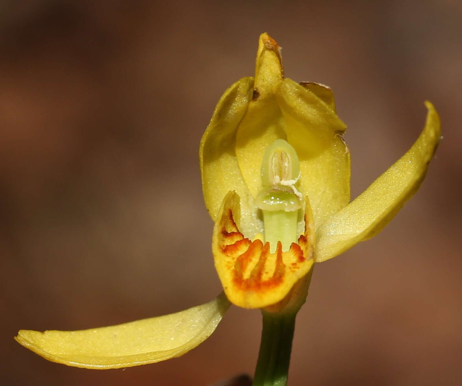 Слика од Cephalanthera falcata (Thunb.) Blume