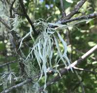 Image of cartilage lichen